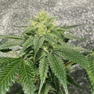 Reality Ztone [Dark Horse Genetics] € 120,00 Cannabis Seeds