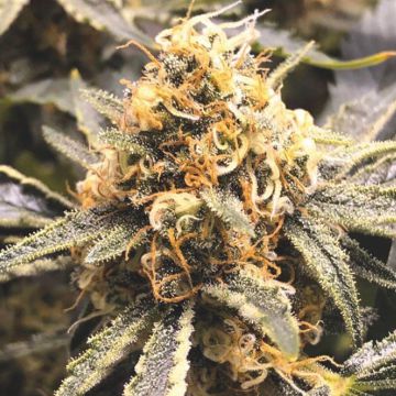 (Bild für) Recovery CBD fem - zum Schließen ins Bild klicken