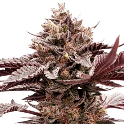 (Bild für) Red Bullz 5 fem - zum Schließen ins Bild klicken