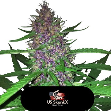 (Bild für) Red Candy Kush - zum Schließen ins Bild klicken