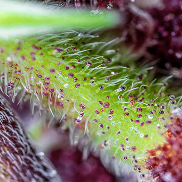 (Bild für) Red Pure Auto CBD fem - zum Schließen ins Bild klicken