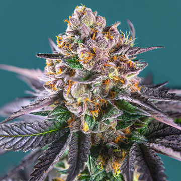 (imagen para) Red Strawberry Banana Auto fem