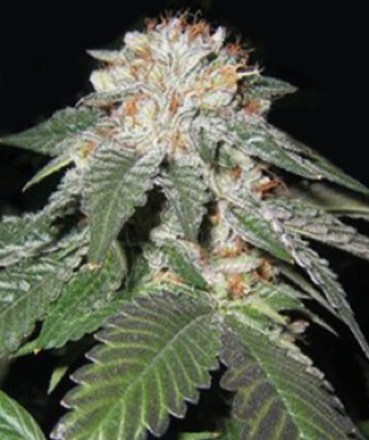 (Bild für) Regulator OG - zum Schließen ins Bild klicken