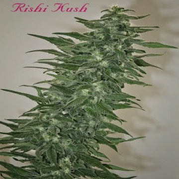(image for) Rishi Kush