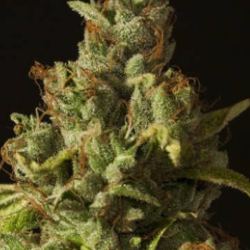 (Bild für) Rollex OG Kush - zum Schließen ins Bild klicken