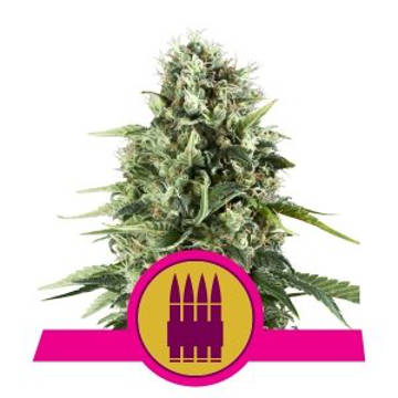 (image pour) Royal AK feminized