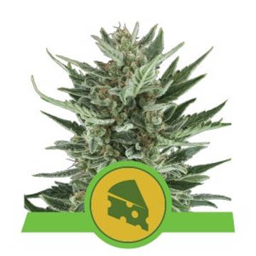 (Bild für) Royal Cheese Auto feminized - zum Schließen ins Bild klicken