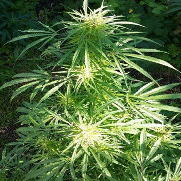 (Bild für) Royal Dane - zum Schließen ins Bild klicken