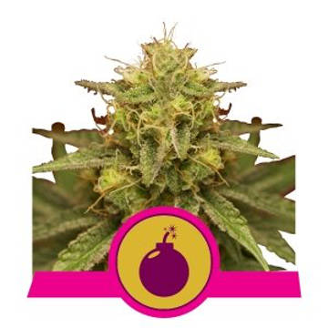 (imagen para) Royal Domina feminized