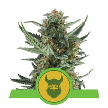 (imagen para) Royal Dwarf feminized