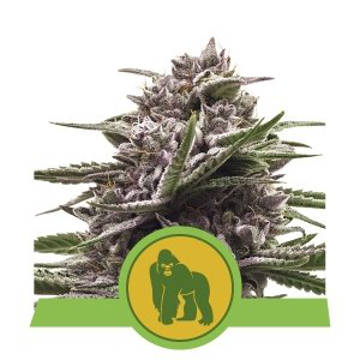 (Bild für) Royal Gorilla Auto feminized - zum Schließen ins Bild klicken