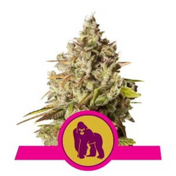 (imagen para) Royal Gorilla feminized