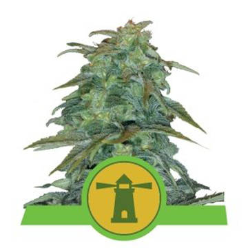 (Bild für) Royal Haze Auto feminized - zum Schließen ins Bild klicken