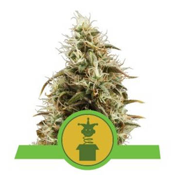 (Bild für) Royal Jack Auto feminized - zum Schließen ins Bild klicken