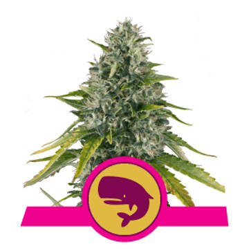 (imagen para) Royal Moby feminized