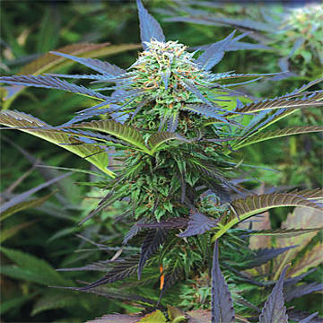 (Bild für) Royal Purple Kush - zum Schließen ins Bild klicken