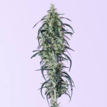 (Bild für) Russian Auto CBD - zum Schließen ins Bild klicken
