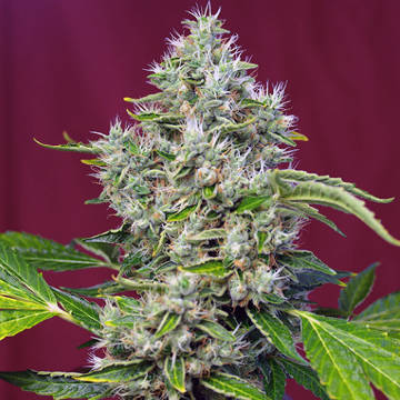 (Bild für) San Fernando Lemon Kush fem - zum Schließen ins Bild klicken