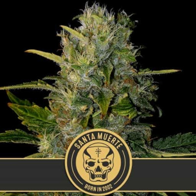 (Bild für) Santa Muerte feminized - zum Schließen ins Bild klicken