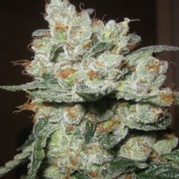 (Bild für) Santa Cruz Kush fem - zum Schließen ins Bild klicken