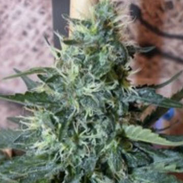 (Bild für) Sativa des Rois - zum Schließen ins Bild klicken