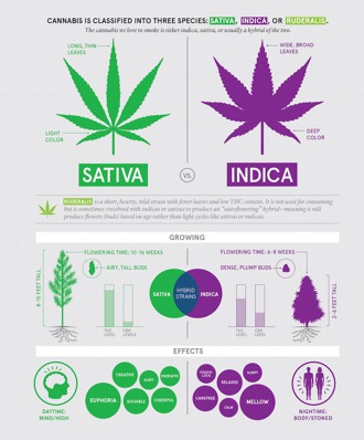 Difference of Sativa, Indica and Ruderalis