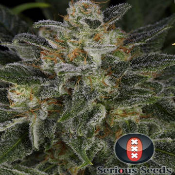 (imagen para) Serious Kush female