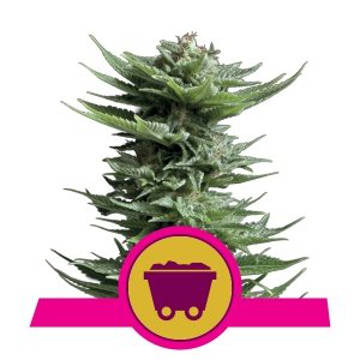 (Bild für) Shining Silver Haze fem / reg - zum Schließen ins Bild klicken