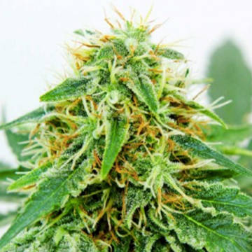 (Bild für) Shiva Afghani - zum Schließen ins Bild klicken