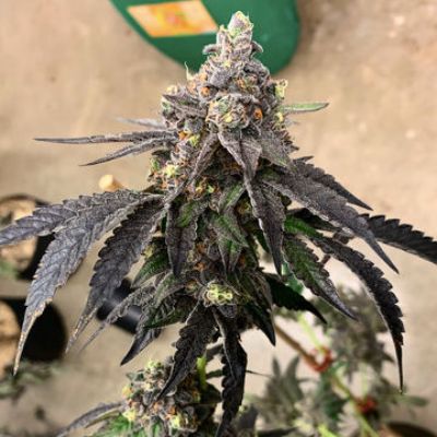 (Bild für) Shockwave - zum Schließen ins Bild klicken