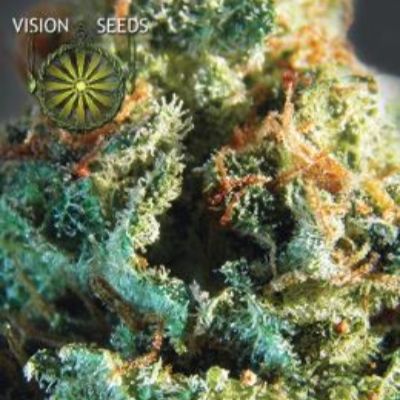 (Bild für) Silver Haze fem - zum Schließen ins Bild klicken