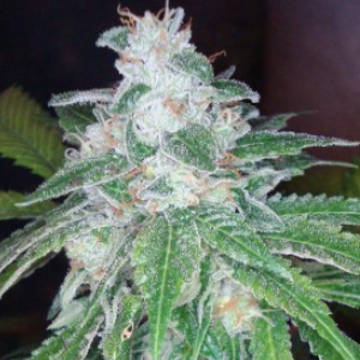 (Bild für) Silver Kush fem - zum Schließen ins Bild klicken