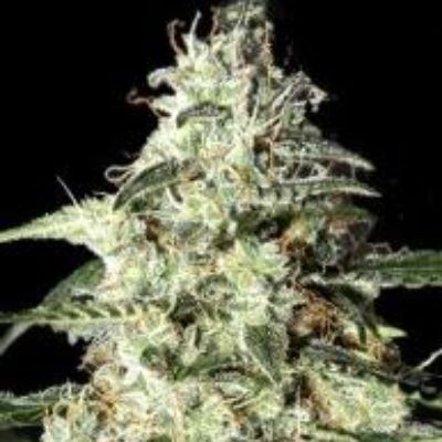 (Bild für) Skunk Auto feminized - zum Schließen ins Bild klicken