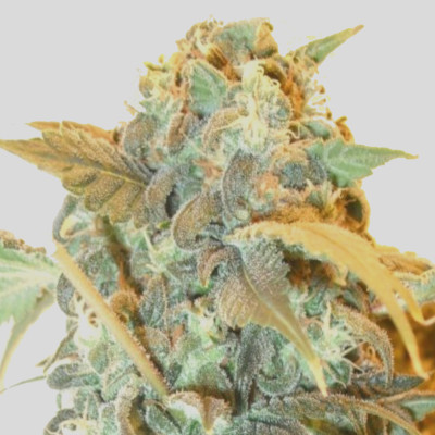 (Bild für) Skunk Autoflower fem - zum Schließen ins Bild klicken
