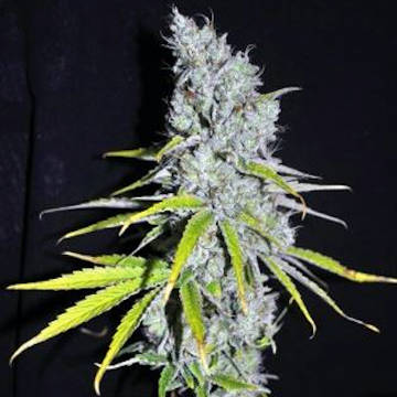 Skunk Haze 5 fem Skunk Haze 5 fem