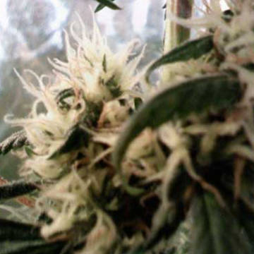 (image for) Skunk Haze