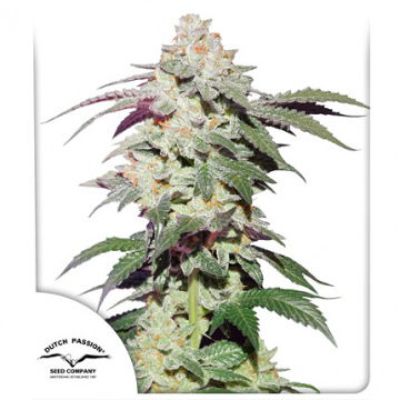 (Bild für) Skywalker Haze - zum Schließen ins Bild klicken