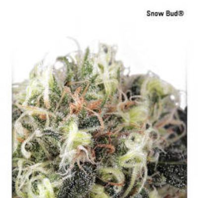 (Bild für) Snow Bud - zum Schließen ins Bild klicken