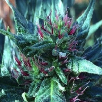 (Bild für) Snowcap - zum Schließen ins Bild klicken