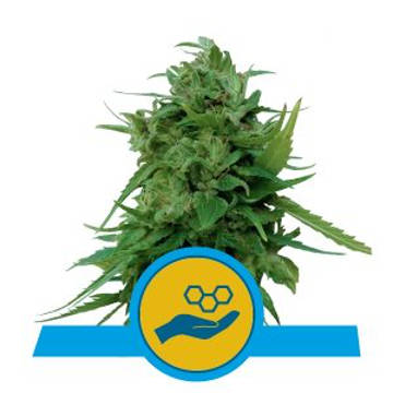 (Bild für) Solomatic CBD feminized - zum Schließen ins Bild klicken