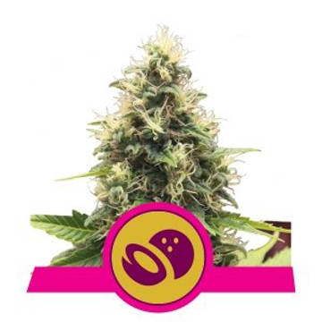(image pour) Somango XL feminized