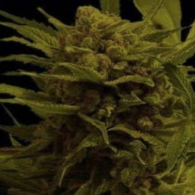 (Bild für) Somanna - zum Schließen ins Bild klicken