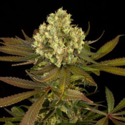 (Bild für) Sour Blueberry - zum Schließen ins Bild klicken