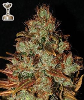 (Bild für) Sour Diesel - zum Schließen ins Bild klicken