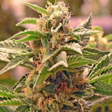 (Bild für) Sour Diesel - zum Schließen ins Bild klicken