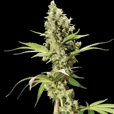 (Bild für) Sour Diesel 5 fem - zum Schließen ins Bild klicken