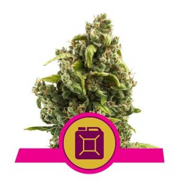 (image for) Sour Diesel feminized