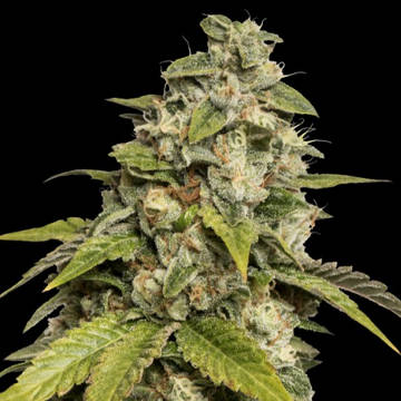 (Bild für) Sour Kush aka Headband fem - zum Schließen ins Bild klicken