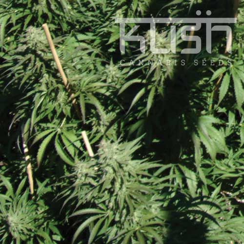 Sour Kush Sour Kush