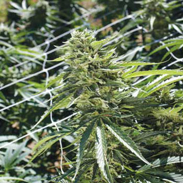 (Bild für) Sour Lemon OG - zum Schließen ins Bild klicken